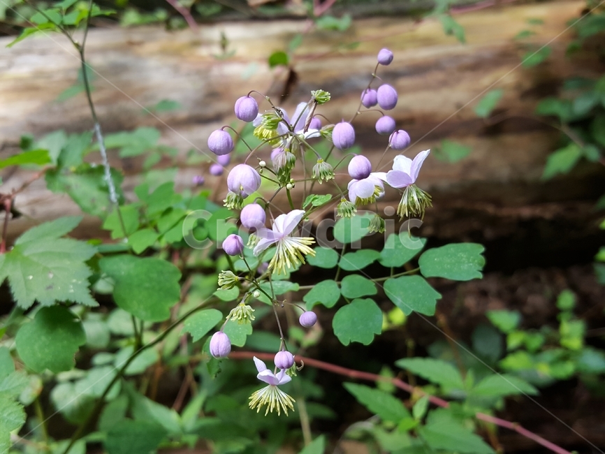 금꿩의다리,야생화,한국자생식물,자연,여러해살이풀,yellowfilamentousmeadowrue,plant,식물,식물,자연,plants,nature,꽃,flower