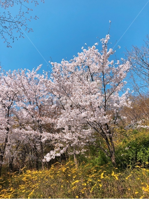 개나리,벚꽃,산책,공원,푸른하늘