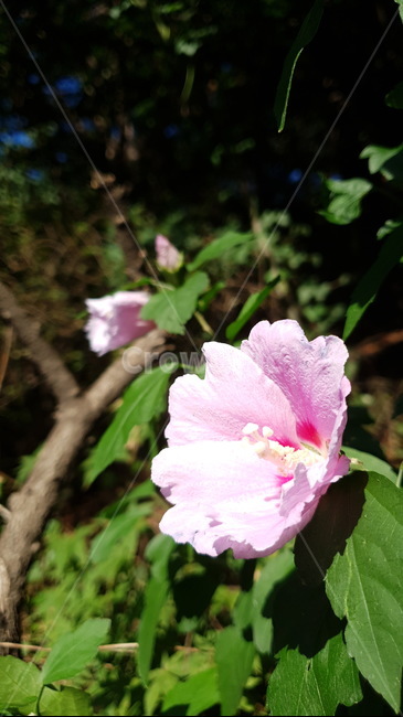 무궁화,꽃,꽃접사,분홍색꽃,식물,식물,자연,plants,nature,꽃,flower