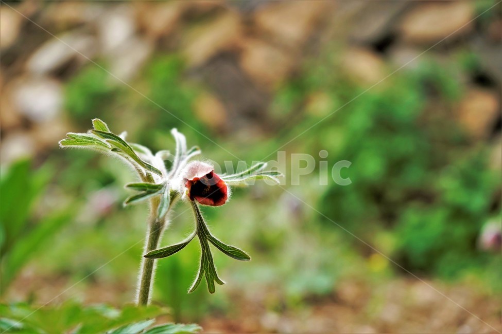 할미꽃,솜털,봄,봄꽃,자연,식물,꽃,plant,암술,수술,Pulsatillakoreana,한국특산,백두옹,독초,강장제,화왕계,여러해살이풀,미나리아재비과,쌍떡잎식물,흰털,할머니머리카락,흰머리,노인,꼬부랑,한방약재,할머니