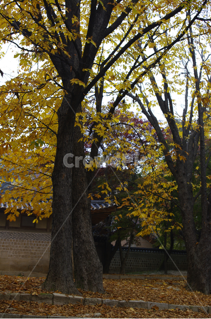 가을,fall,나무,식물,plant,단풍,잎,낙엽,가을,계절,fall,autumn,season,자연,풍경,nature,landscape,tree trunk,나무 줄기,tree