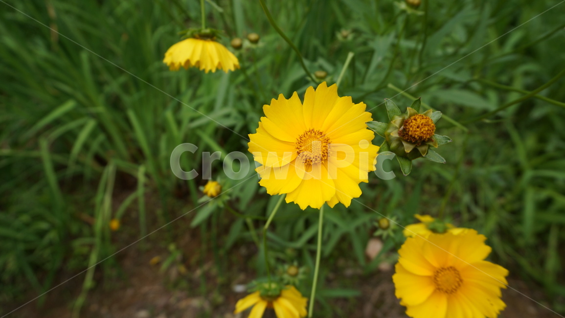 꽃,자연,식물,꽃축제,예쁜꽃,식물,자연,plants,nature,꽃,flower