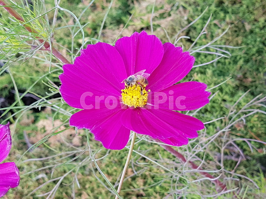 벌,꽃,코스모스,하얀색,보라색,자주색,녹색,노란색,가을,계절,fall,autumn,season,식물,자연,plants,nature,꽃,flower,동물,animal,곤충,벌레,insect,bug,plant,invertebrate,무척추 동물,bee,honey bee,꿀벌