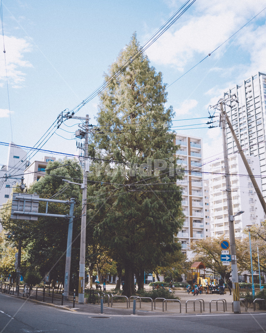 일본,오사카,풍경,도시,나무,감성,감성사진,도시,풍경,city,landscape,해외,외국,세계,foreign,oversea,world,세계도시풍경,해외도시풍경,외국도시풍경,world cityscape,cable,케이블