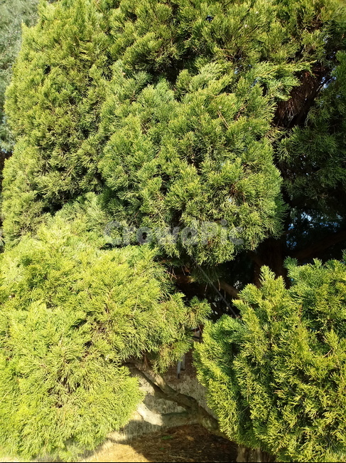 나무,식물,나무줄기,tree,treetrunk,향나무