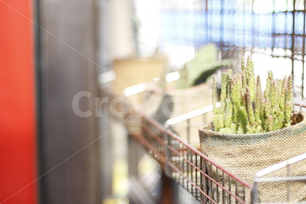 화분,식물,카페,인테리어,봄,햇살,식물,자연,plants,nature,인테리어,실내디자인,interior design