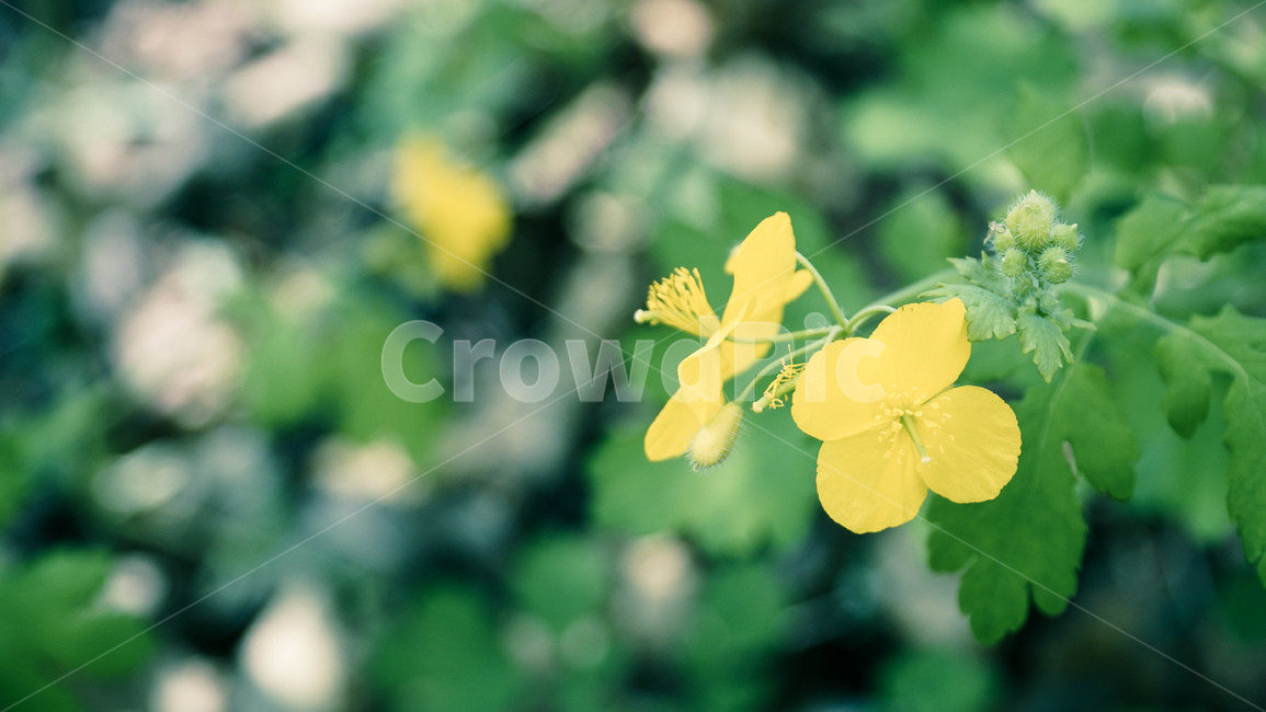 산,초록,꽃,꽃밭,숲속