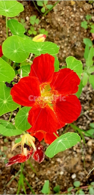 꽃,붉은꽃,식물,봄꽃,개화,식물,자연,plants,nature,꽃,flower