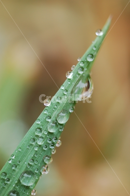 물방울,빗방울,이슬,자연,접사,풀잎,풀잎이슬,방울,구슬,초록,식물,자연,plants,nature