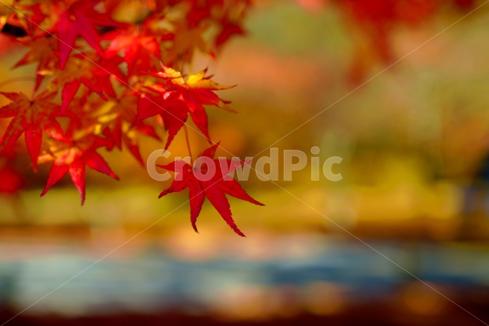 가을,단풍,내장산,가을색,단풍잎,가을,계절,fall,autumn,season,leaf,잎,plant,식물,tree,나무