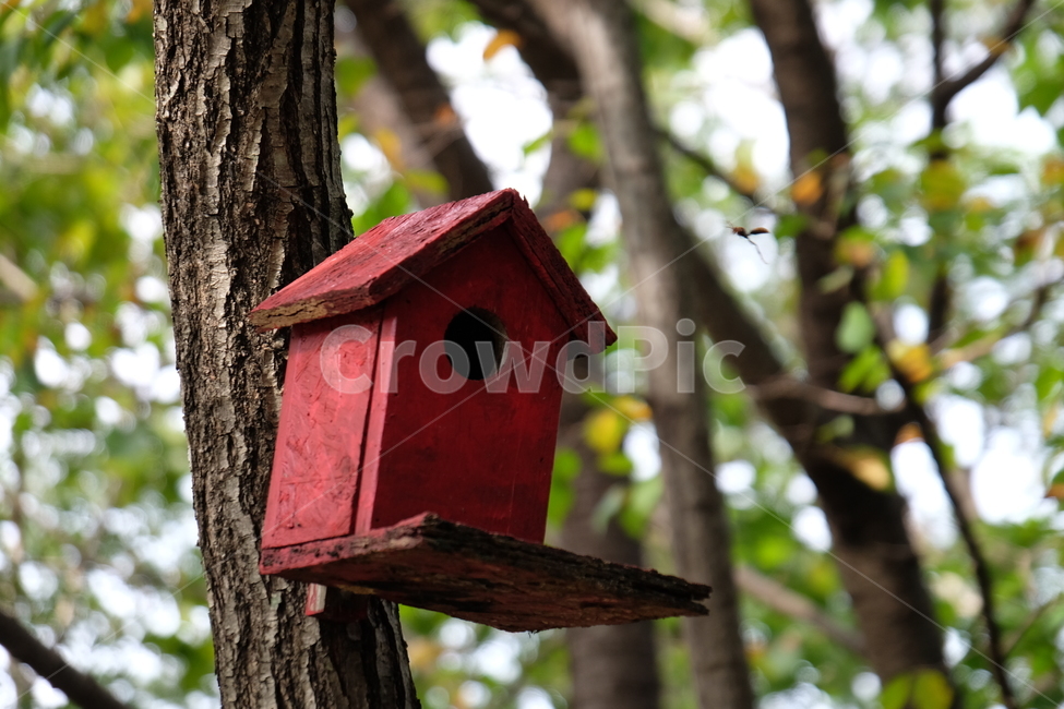새집,빨간,자연,식물,나무,솔,소나무,새,집,red,붉은,plant,nature,tree,house,bird,산,mountain,사물,물건,오브젝트,thing,object,matter