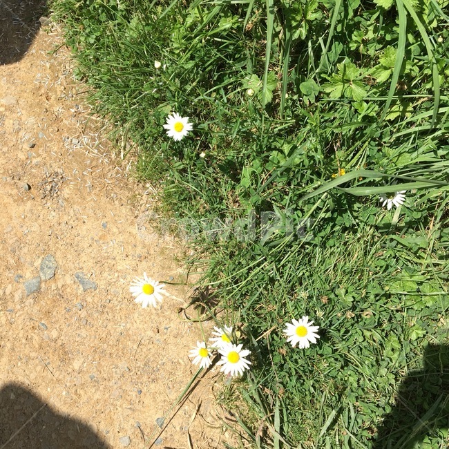 꽃,맑음,햇빛,flower,들꽃,잡초,blossom,plant