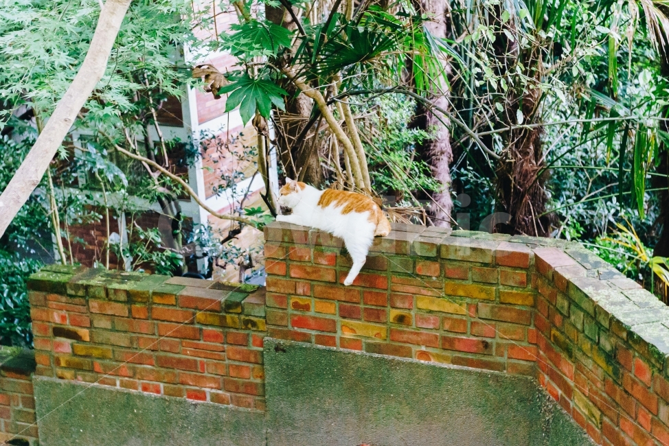 ,Tetsugakunomichi,distance,japan,Kyoto,touristspots,trail,Japan travel,stray cat,street,japanesecat,streetcat,Path of Philosophy,abandoned cat,japanese cat,wildcat,kyoto,travel destination,alleycat,Japanese street,Tourist destination,travel