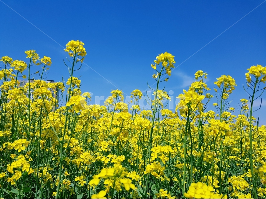 유채꽃,노란색,봄,파랑하늘,풍경,유채밭,봄,계절,spring,season,자연,풍경,nature,landscape,식물,plants,꽃,flower,field,들,outdoors,옥외,grassland,목초지