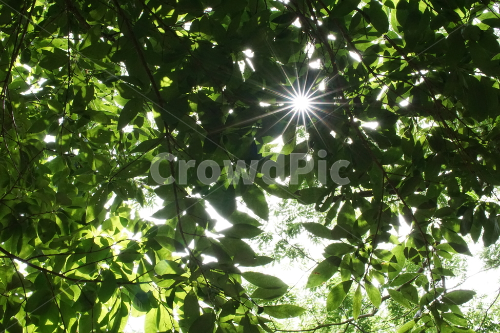 식물,자연,초록,green,햇살,나무,자연,풍경,nature,landscape,휴식,힐링,rest,relaxation,healing,light,빛,flare,플레어,sunlight,햇빛