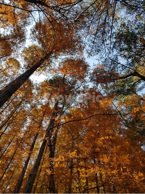 가을,울창한숲,뻗은나무,갈색단풍숲,나무