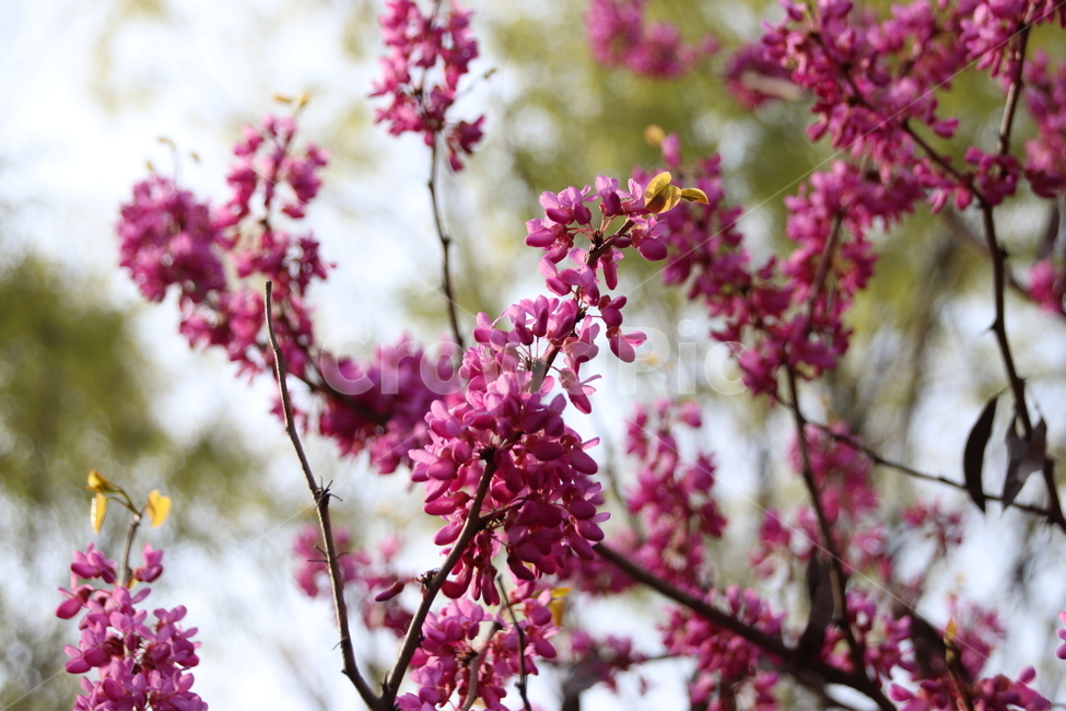 자연,풍경,꽃,꽃나무,수목원,식물,자연,plants,nature,꽃,flower