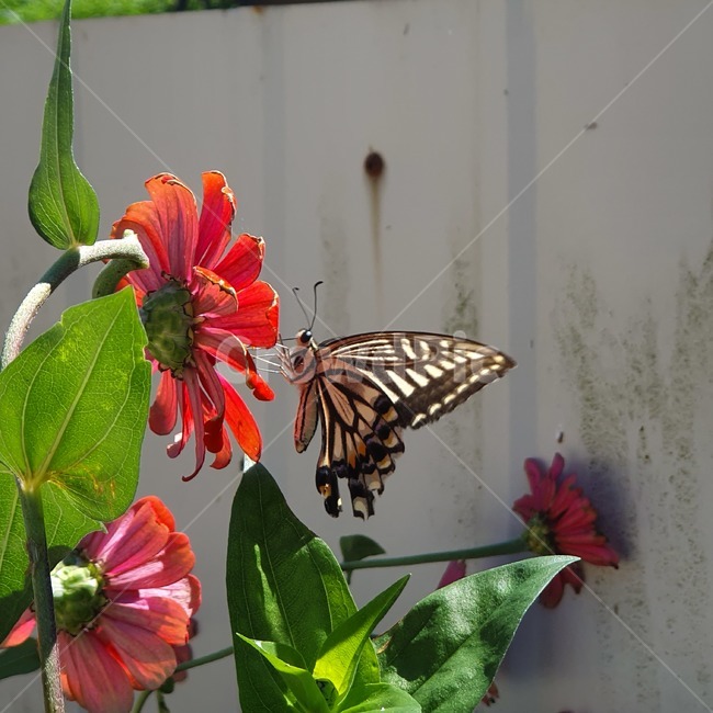 곤충,insect,animal,butterfly,plant,식물,나비,곤충,벌레,insect,bug