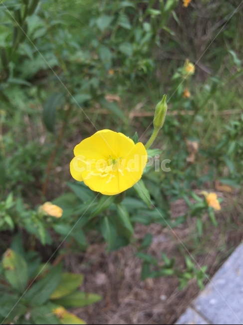 plant,식물,노랑,잎,flower,식물,자연,plants,nature,꽃,flower
