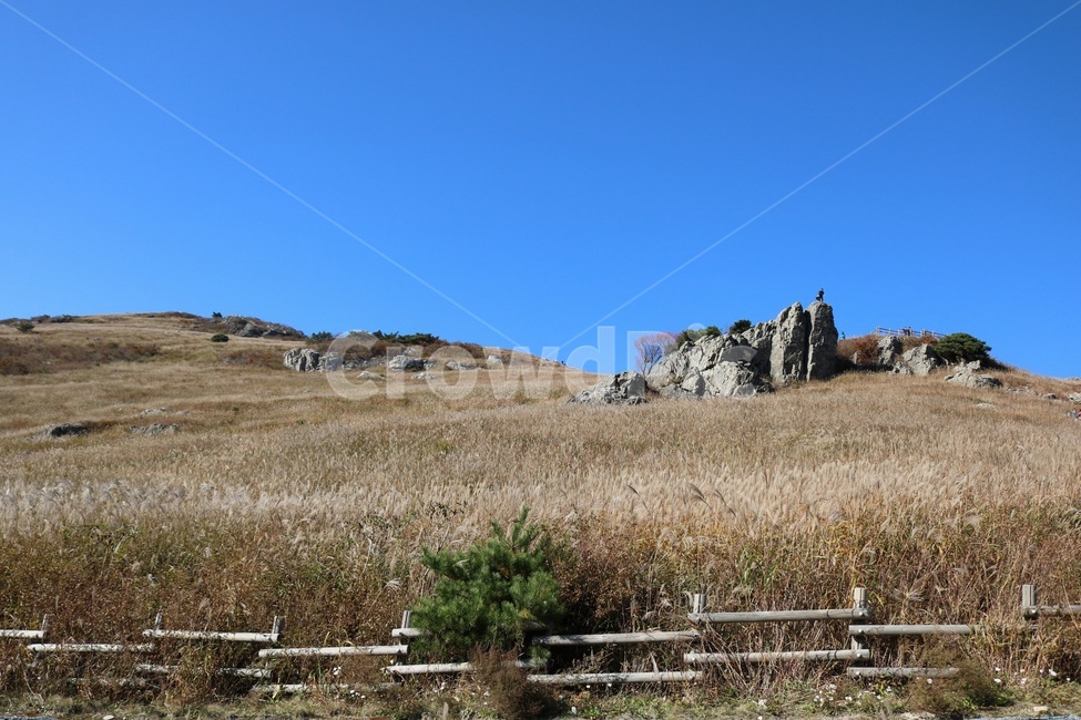 갈대,갈대숲,들판,하늘,바닥,outdoors,가을,계절,fall,autumn,season