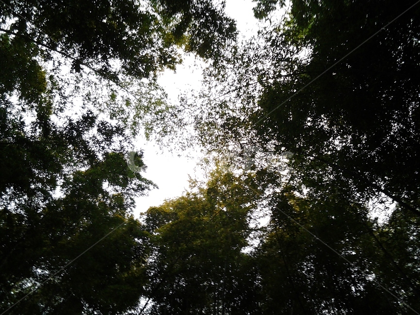 plant,식물,tree,나무,light,빛,숲,forest,nature,자연,자연,풍경,nature,landscape,vegetation,초목,flare,플레어,woodland,삼림지,outdoors,옥외,land,땅