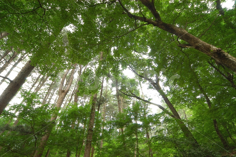 나무,숲,자연,거목,나뭇잎,로우앵글,나무숲,공기,상쾌함,산,식물,자연,풍경,nature,landscape,식물,plants,나무,trees,wood,vegetation,초목,plant,tree,outdoors,옥외,land,땅,jungle,밀림,forest,woodland,삼림지