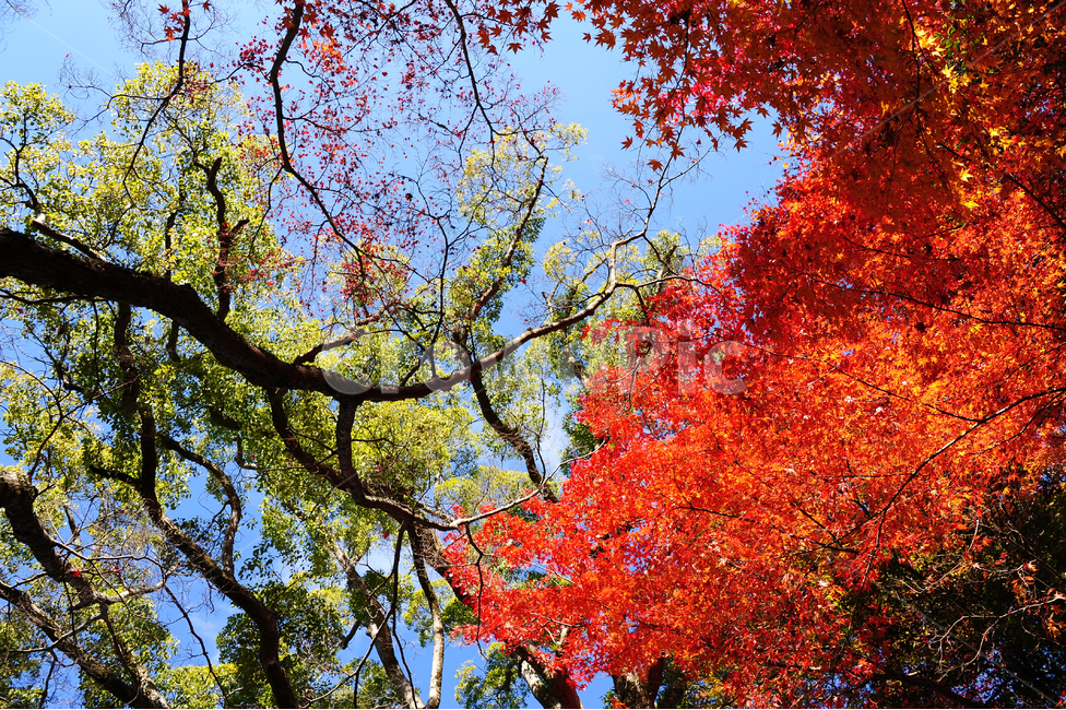 일본,히로시마,미야지마,단풍,빨강,초록,하늘,가을,계절,fall,autumn,season,식물,자연,plants,nature,나무,trees,wood,tree,plant,leaf,잎,maple