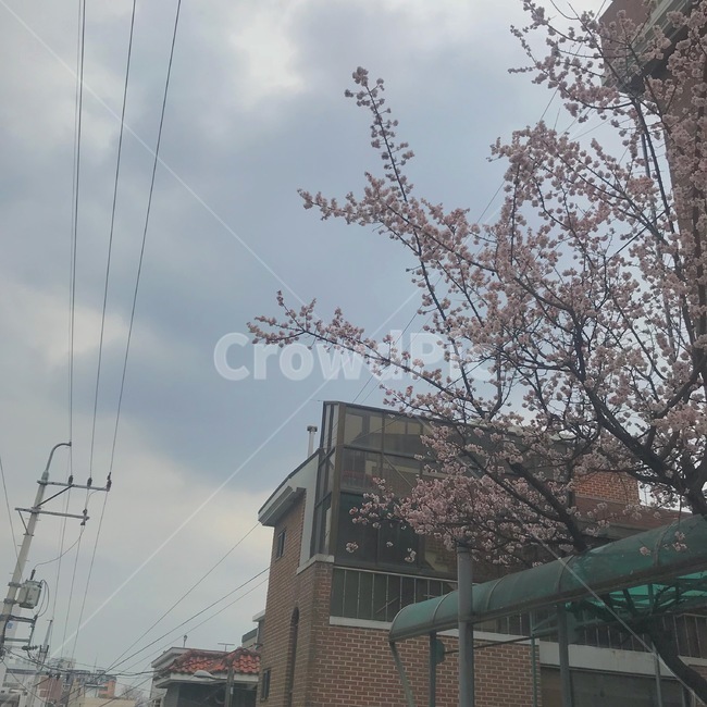 벚꽃,꽃,하늘,flower,식물,봄,계절,spring,season