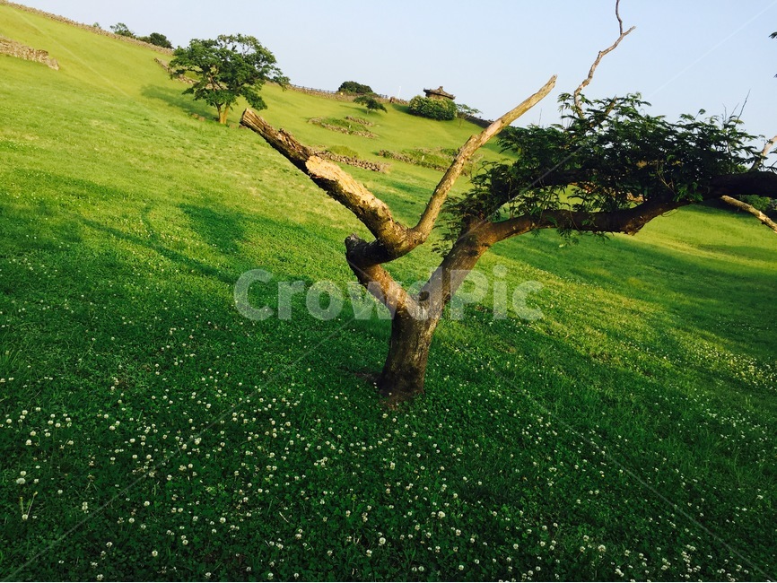 나무,숲,잔디,푸르름,여름,자연,풍경,nature,landscape,한국자연풍경,한국자연경관,korea nature landscape,식물,plants,나무,trees,wood,field,들,grassland,목초지,outdoors,옥외