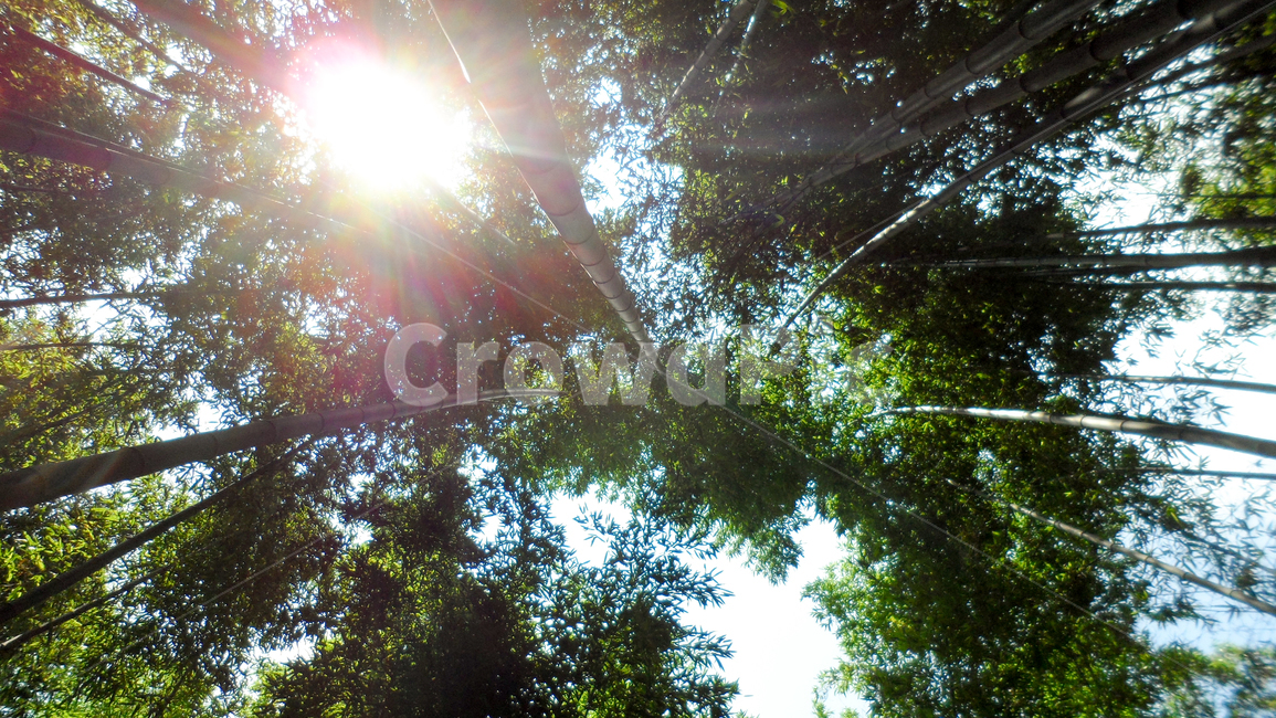 light,빛,flare,플레어,sunlight,햇빛,plant,식물,trre,나무,담양,담양대나무숲,담양죽녹원,대나무,대나무숲,자연,풍경,nature,landscape,식물,plants,나무,trees,wood