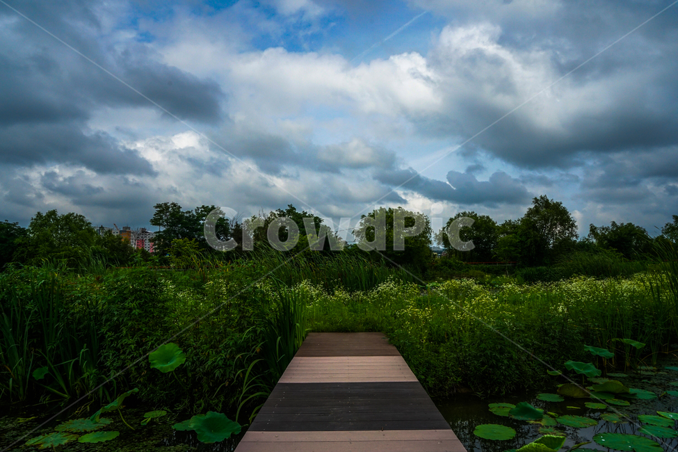 다리,나무다리,연밭,연,나무,하늘,구름,풍경,자연,풍경,nature,landscape,bridge,boardwalk,산책로,building,건물