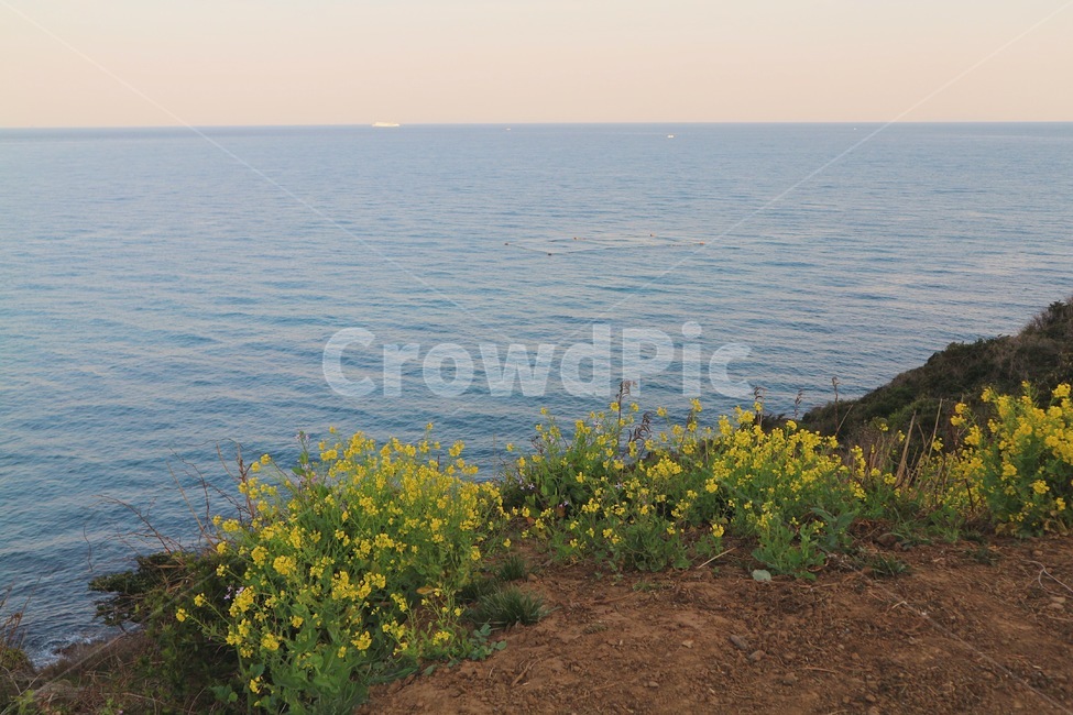 바다,road,길,산책,ocean,풍경,경치,자연,식물,plant,자연,풍경,nature,landscape
