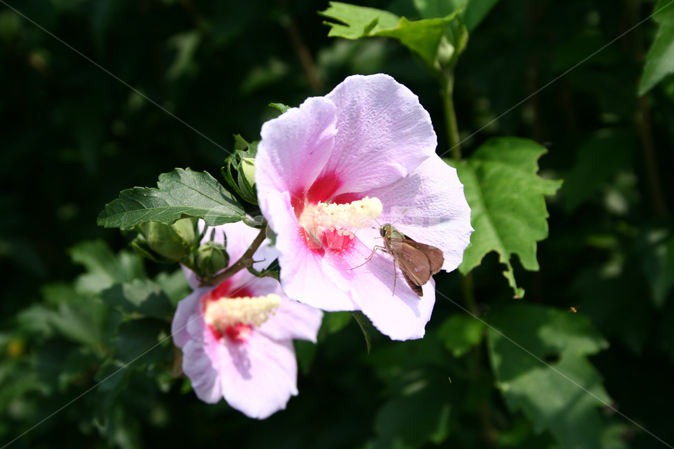 무궁화,나비,곤충,무궁화꽃,자연생태,식물,자연,plants,nature,꽃,flower