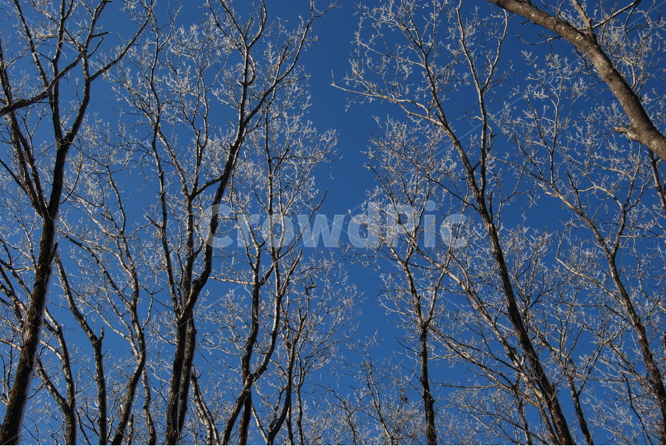 고루포기산,겨울,공원,자연,탐방로,겨울,계절,winter,season,식물,자연,plants,nature,나무,trees,wood