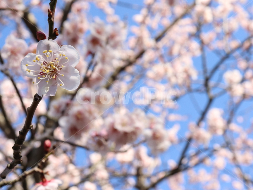 벚꽃,blossom,cherryblossom,꽃,봄,flower