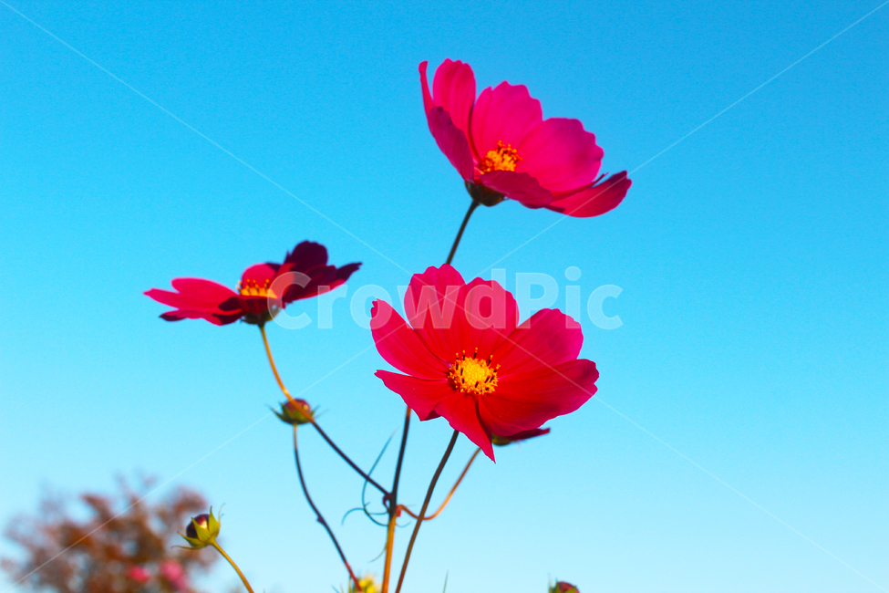 코스모스,cosmos,꽃,flower,자연,nature,가을,fall,autumn,하늘,sky,blue,야생화,피다,자주,분홍,식물,가을,계절,fall,autumn,season,식물,자연,plants,nature,꽃,flower,plant,petal,꽃잎,blossom
