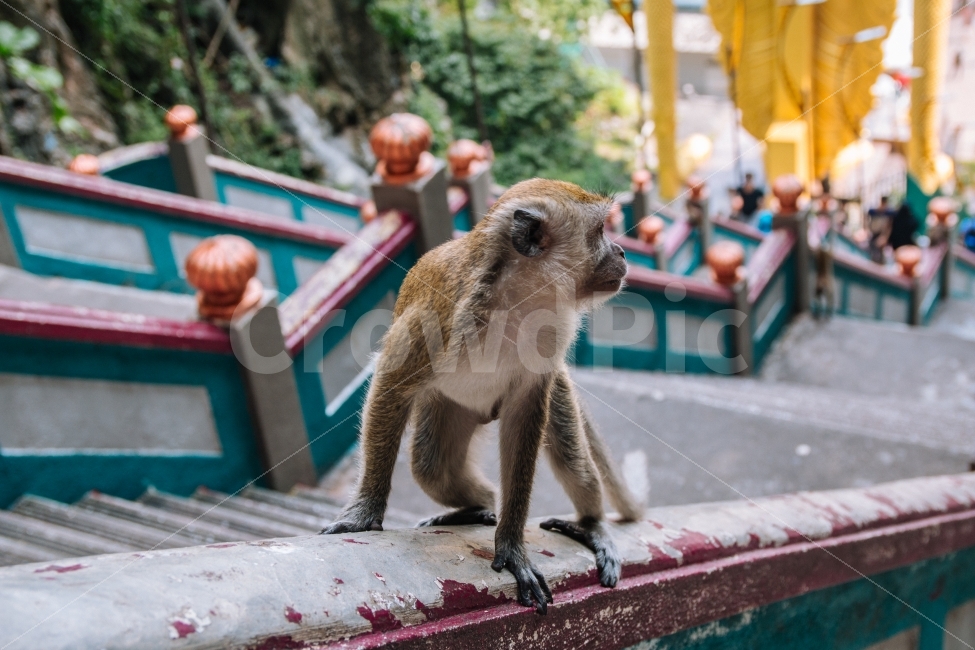 원숭이,동물,말레이시아,쿠알라룸푸르,바투동굴,계단,해외,여행,monkey,animal,malaysia,해외,외국,세계,foreign,oversea,world,동물,animal,포유류,mammal