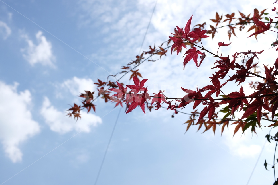 단풍잎,가을,낙엽,하늘,붉은잎,mapleleaf,fall,fallenleaves,sky,가을,계절,fall,autumn,season,식물,자연,plants,nature,leaf,잎,plant,tree,나무