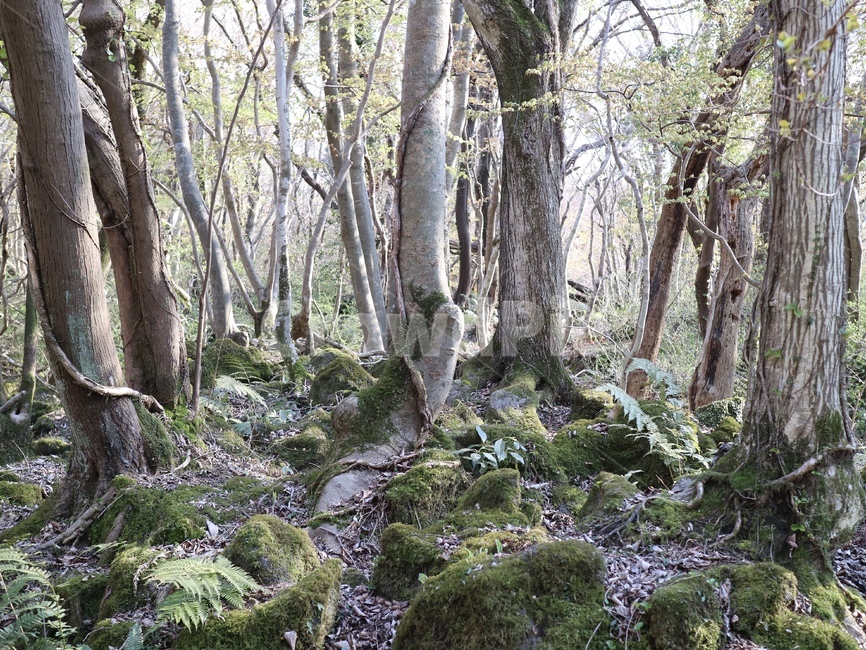 숲,나무,덩쿨,나무줄기,자연,제주숲,곶자왈,자연,풍경,nature,landscape,tree,plant,식물,tree trunk,나무 줄기,ground,바닥
