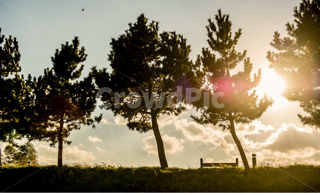 풍경,나무,햇빛,노을,의자,자연,풍경,nature,landscape,light,빛,flare,플레어,sunlight,tree,plant,식물