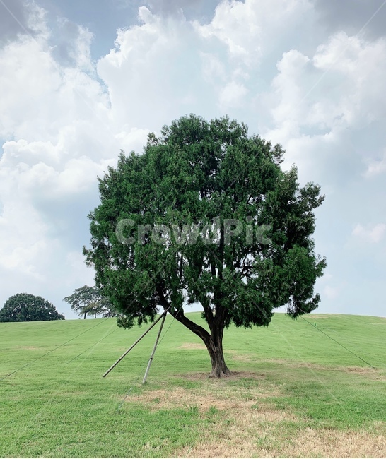 나무,나무한그루,식물,잔디,자연,한그루,plant,나무,trees,wood