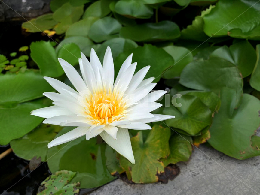 plant,식물,lily,백합,blossom,flower,꽃,pondlily,연못백합,연못