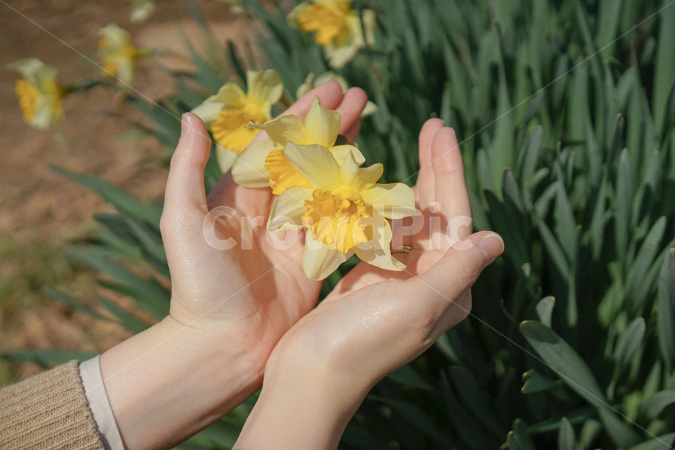 수선화,narcissus,노란,노랑색,옐로우,봄꽃,spring,노란물결,식물,자연,plants,nature,꽃,flower