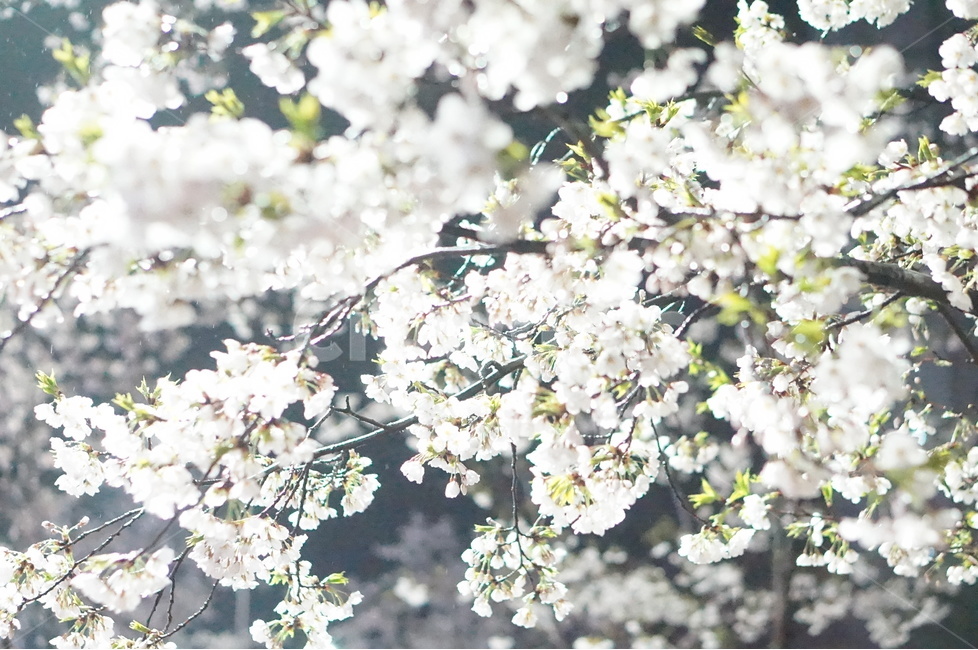 벚꽃,야경,밤,흰색,풍경,봄,봄,계절,spring,season,야경,밤,풍경,nightscape,night,landscape,식물,자연,plants,nature,꽃,flower,plant,blossom