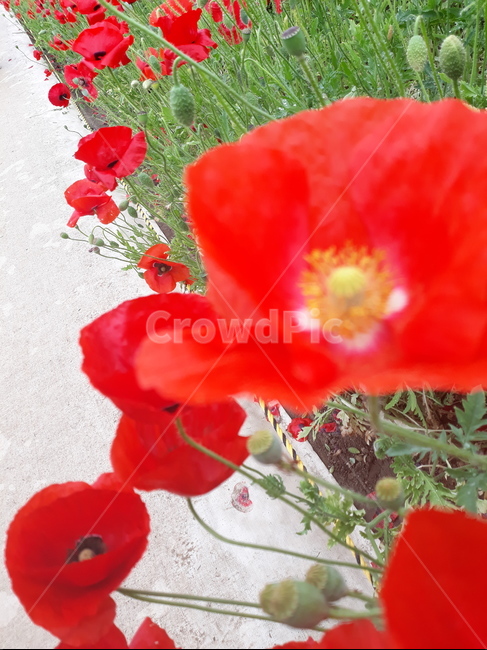 봄,flower,자연,붉은꽃,길거리