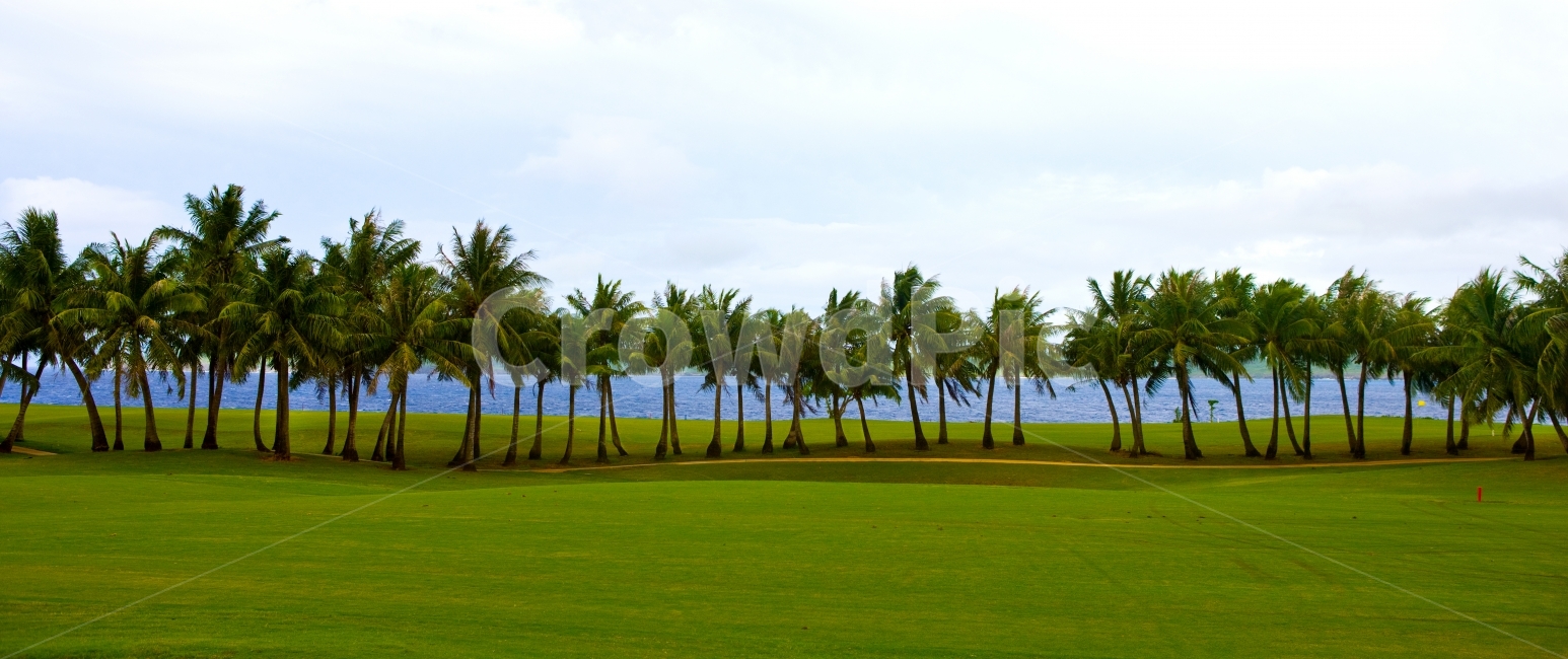 saipan,사이판,summer,여름,palmtree,야자수,자연,풍경,nature,landscape,해외,외국,세계,foreign,oversea,world,세계자연풍경,해외자연풍경,외국자연풍경,world nature landscape,식물,plants,나무,trees,wood,plant,grass,잔디