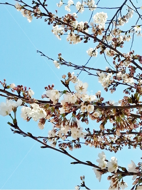 벚꽃,cherryblossom,흰색벚꽃,체리블라썸,봄,blossom,꽃,flower