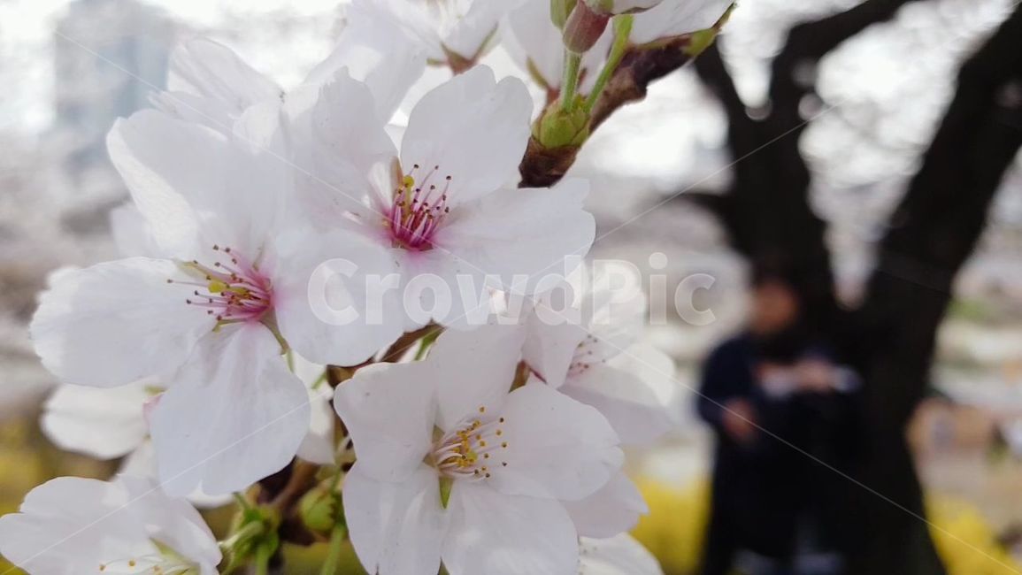 blossom,flower,식물,plant,벚꽃,꽃,cherryblossom