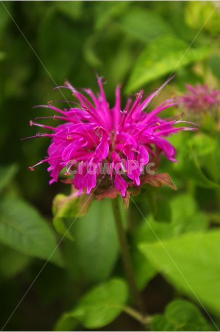 베르가못,꽃,식물,flower,color,nature,자연,식물,자연,plants,nature,꽃,flower