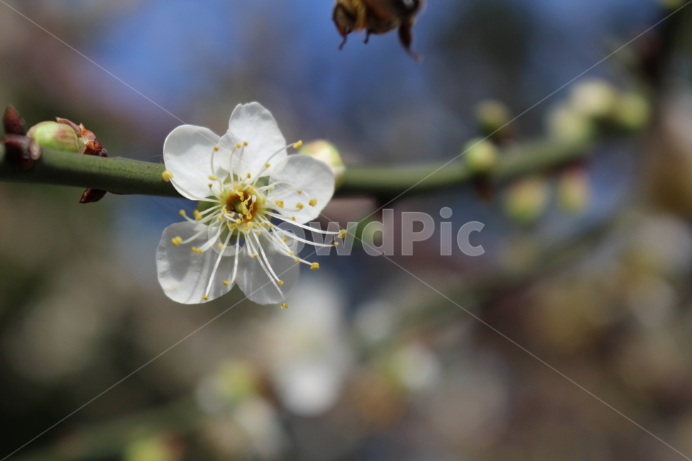 꽃,자연,배경화면,봄,꽃한송이,아웃포커싱,들꽃,flower,nature,backgroundimages,spring